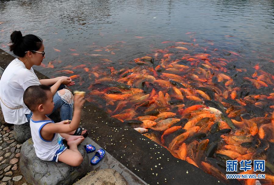 （環境）（1）福建福鼎：桐山溪畔人魚同樂